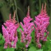 Astilbe. False Goat's Beard, Fanal (Red)