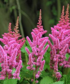 Astilbe. False Goat's Beard, Fanal (Red)