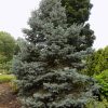 Spruce, Fat Albert Colorado