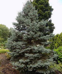 Spruce, Fat Albert Colorado
