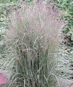 Grass, Overdam Feather Reed Grass
