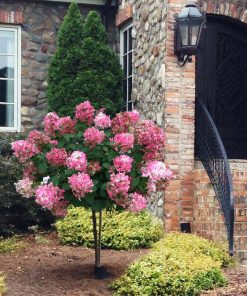 Hydrangea Tree, FireLight