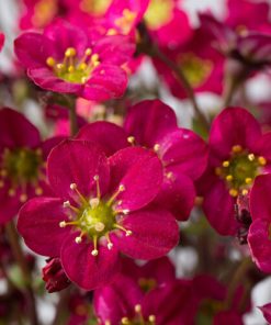 Rockfoil, Florasaxrose 1