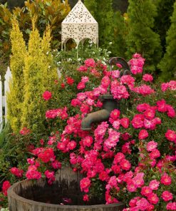 Rose, Flower Carpet Pink Supreme