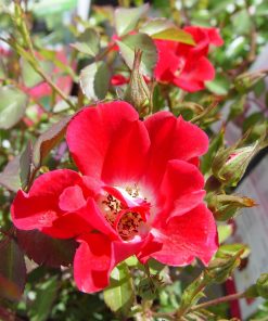 Rose, Flower Carpet Red