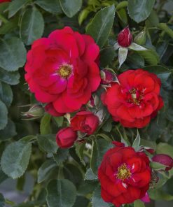 Rose, Flower Carpet Scarlet