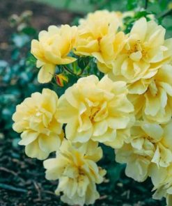 Rose, Flower Carpet Yellow