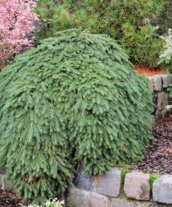 Spruce, Formanek Prostrate Norway