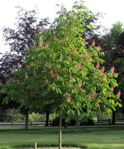Horsechestnut, Fort McNair