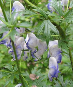 Monkshood, Deep Purple/Blue (Friar's Cap)