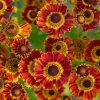Sneezeweed/Helen's Flower, Fuego (Orange/Yellow w/ Brown Cone 18-20" Zone3)