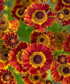 Sneezeweed/Helen's Flower, Fuego (Orange/Yellow w/ Brown Cone 18-20" Zone3)