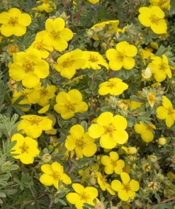 Potentilla, Gold Star