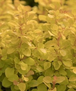 Barberry, Golden Jackpot