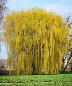 Willow, Golden