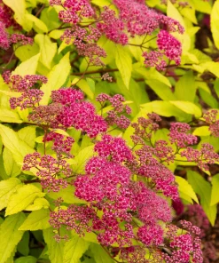 Spirea, Goldflame