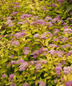Spirea, Goldmound