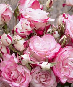 Rose, Shrub, Grace 'n Grit Pink Bi-Color