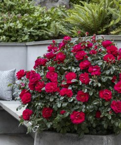 Rose, Shrub, Grace 'n Grit Pink