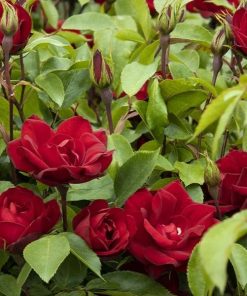 Rose, Shrub, Grace 'n Grit Red