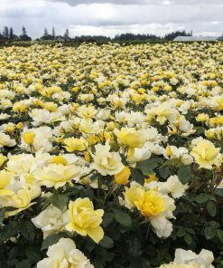 Rose, Shrub, Grace 'n Grit Yellow