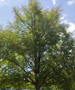 Linden, Greenspire Littleleaf