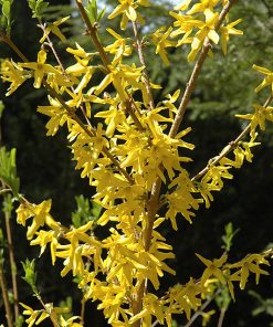 Forsythia, Meadowlark