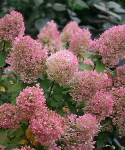 Hydrangea, Bobo