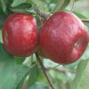 Apple, Haralred Semi-Dwarf