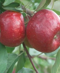Apple, Haralred Semi-Dwarf