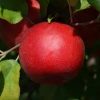 Apple, Harlred Standard