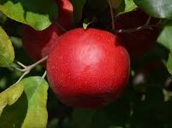 Apple, Harlred Standard