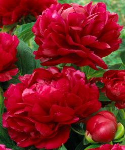 Peony, Henry Bockstoce' (Double Red)