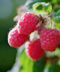 Raspberry, Heritage Everbearing