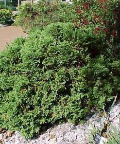 Arborvitae, Hetz Midget