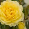 Rose, Shrub, High Voltage (Easy Elegance)