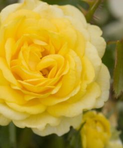 Rose, Shrub, High Voltage (Easy Elegance)