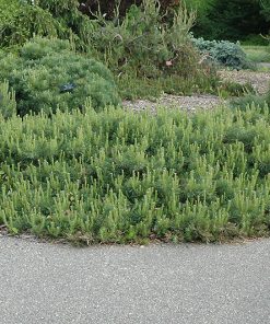 Pine, Hillside Creeper Spreading Scotch
