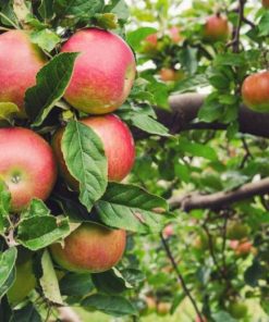 Apple, Honeycrisp Semi-Dwarf