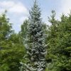 Spruce, Hoopsi Colorado