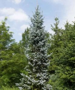 Spruce, Hoopsi Colorado