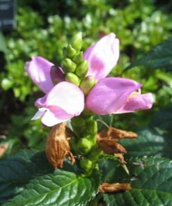 Turtlehead, Hot Lips (24")