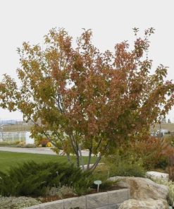 Maple, Hot Wings Tatarian Multi-Stem