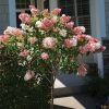 Hydrangea, Quick Fire