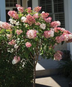 Hydrangea Tree, Quick Fire