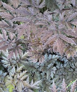 Black Snakeroot, Pink Spike