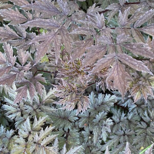 Black Snakeroot, Pink Spike