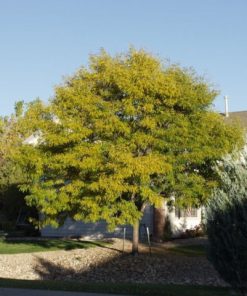 Honeylocust, Imperial