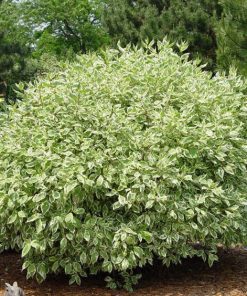 Dogwood, Ivory Halo