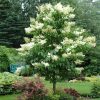Lilac, Ivory Silk Japanese Tree